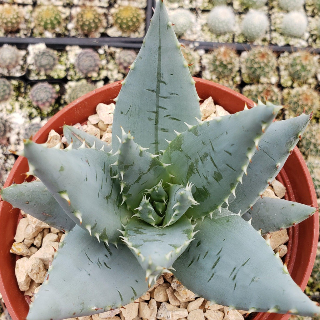 Aloe peglerae