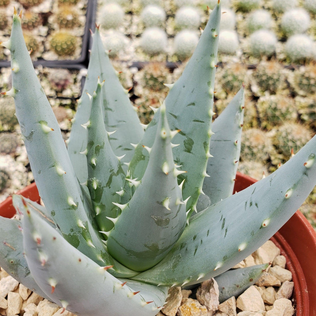 Aloe peglerae