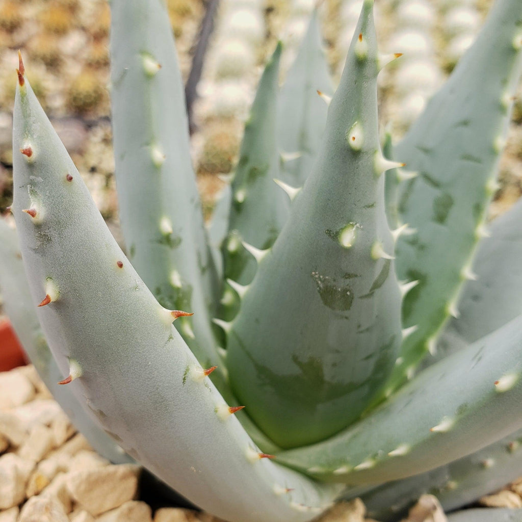 Aloe peglerae