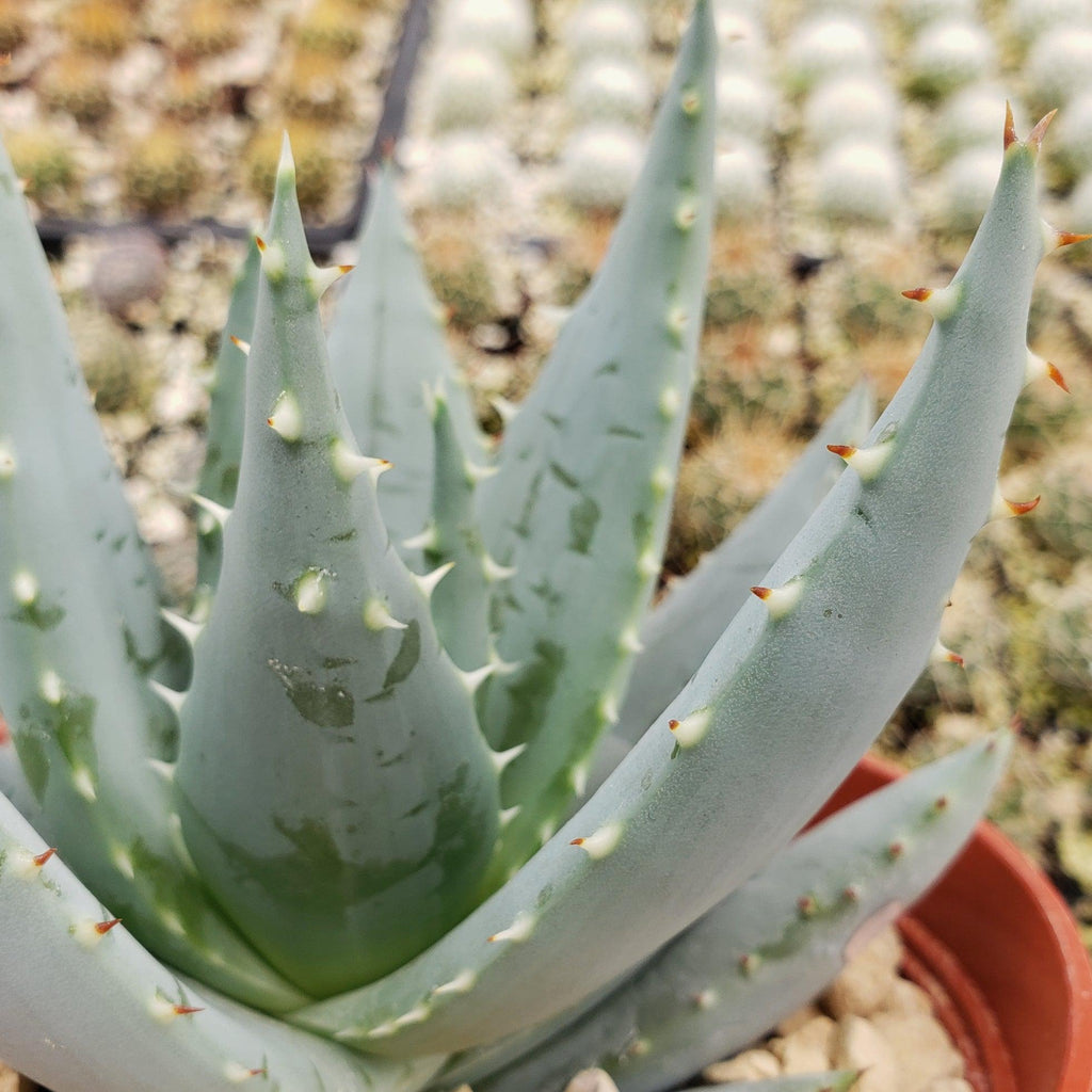Aloe peglerae