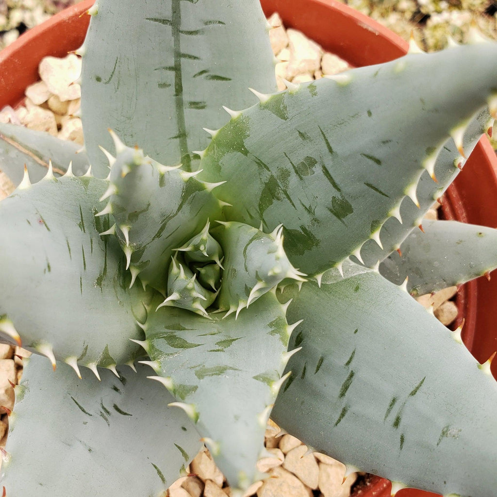Aloe peglerae