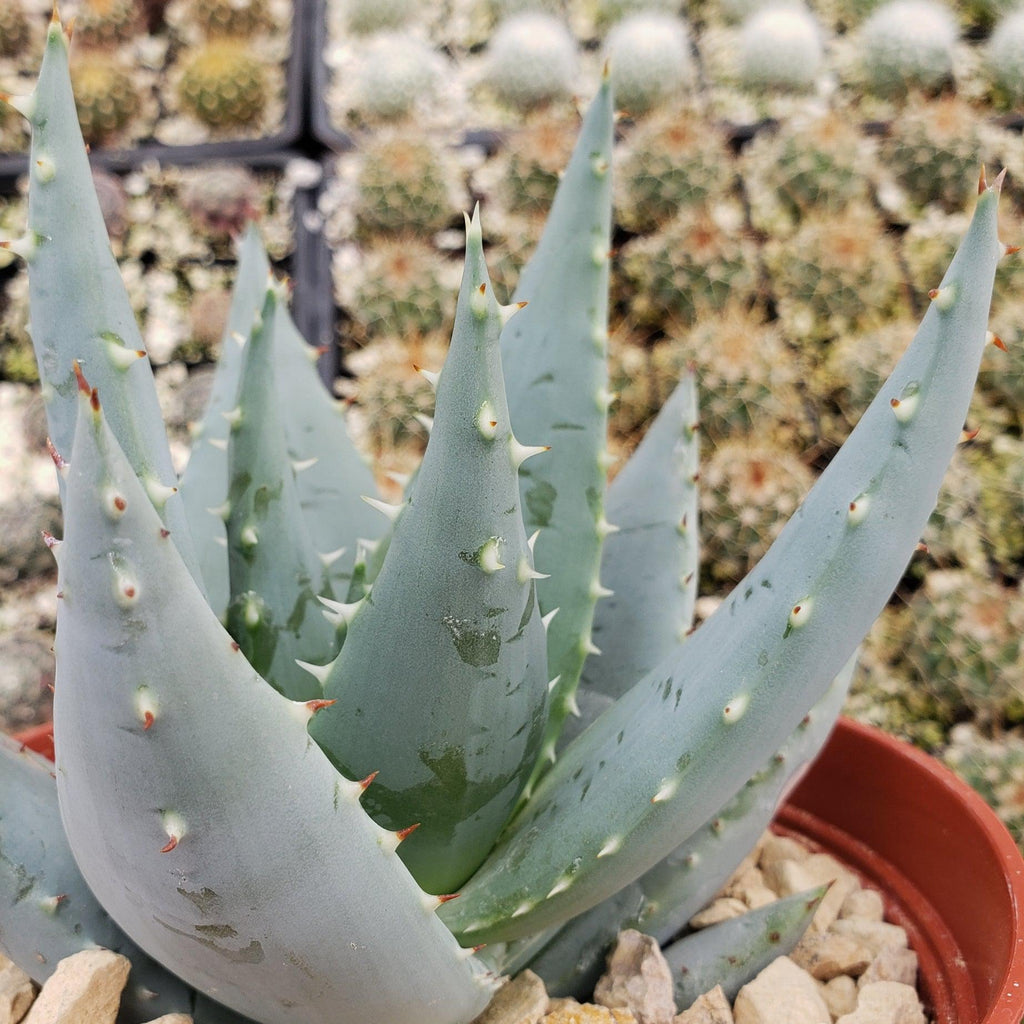 Aloe peglerae