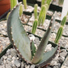 Aloe petricola