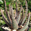 Aloe ‘Purple Haze’