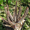 Aloe ‘Purple Haze’