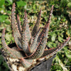 Aloe ‘Purple Haze’