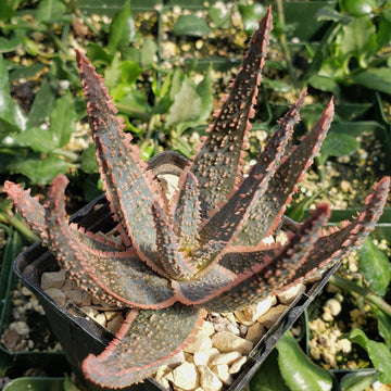 aloe vera star plant Aloe ‘Purple Haze’