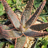 Aloe ‘Purple Haze’