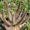 Aloe ‘Purple Haze’