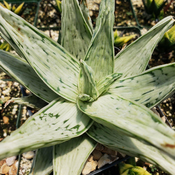 Aloe' Snow Drift' 4