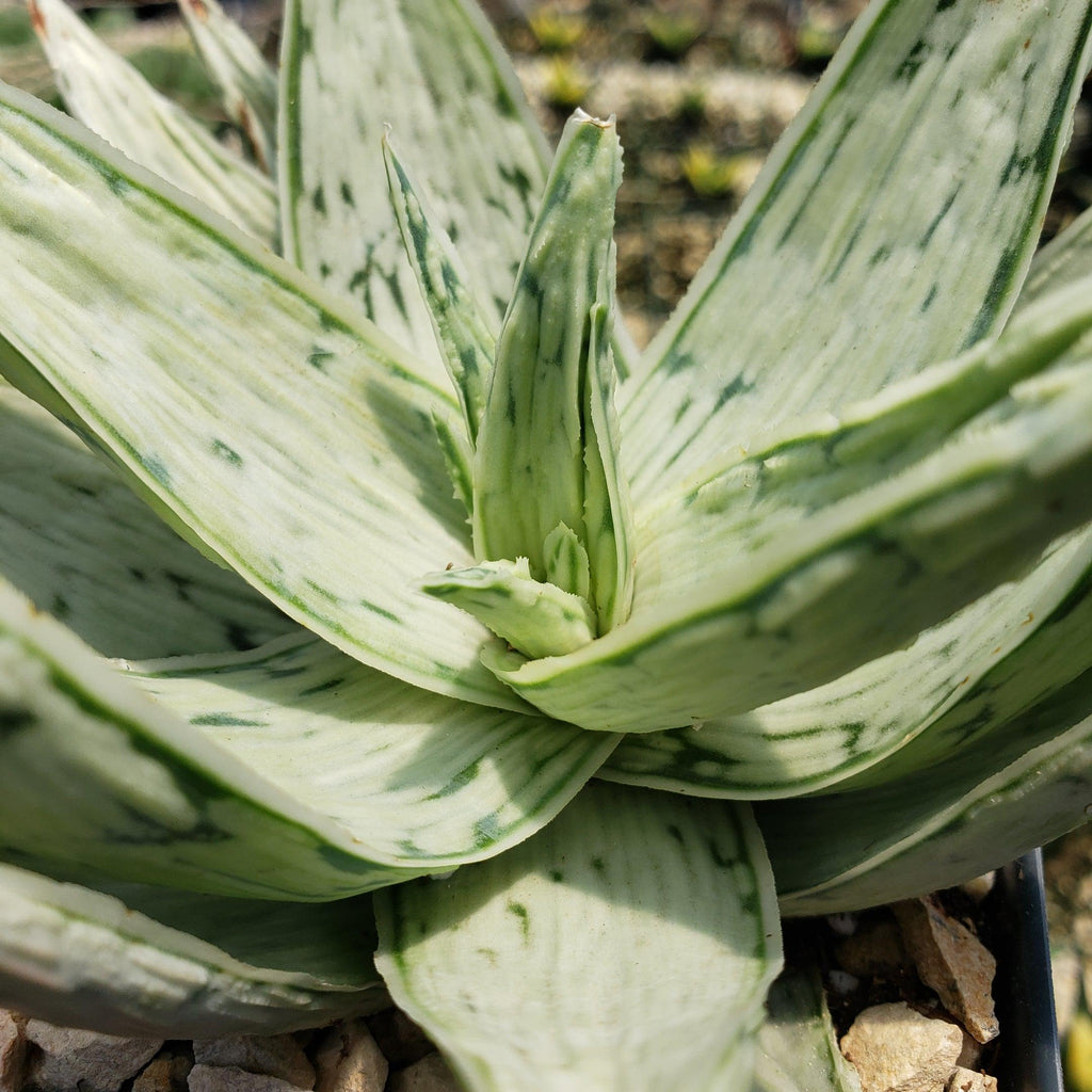 Aloe&