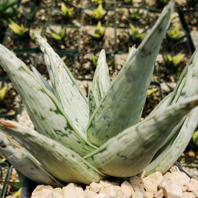 albino aloe vera plant Shop For Aloe 'Snow Drift' | Unique Succulent