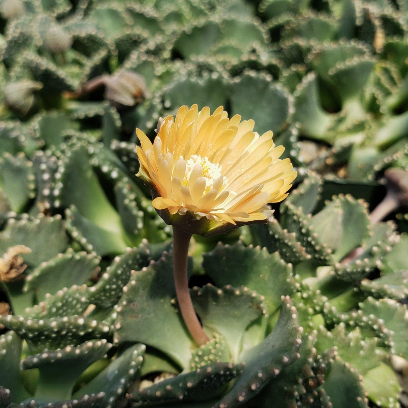 spiky succulents Buy Aloinopsis Malherbei Online | Miniature Blue Fan