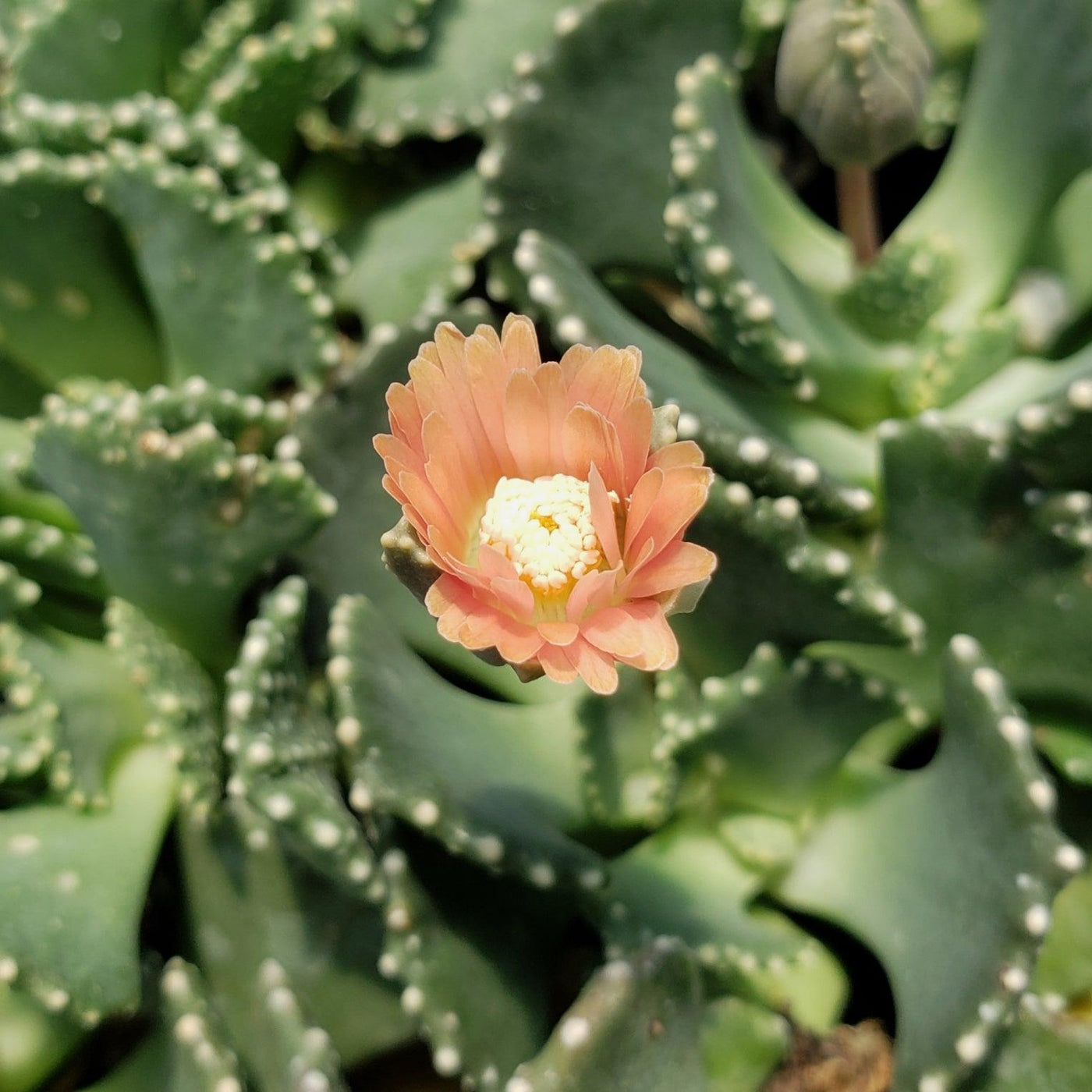 jewel leaf succulent Buy Aloinopsis Malherbei Online | Miniature Blue Fan