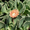 Aloinopsis malherbei