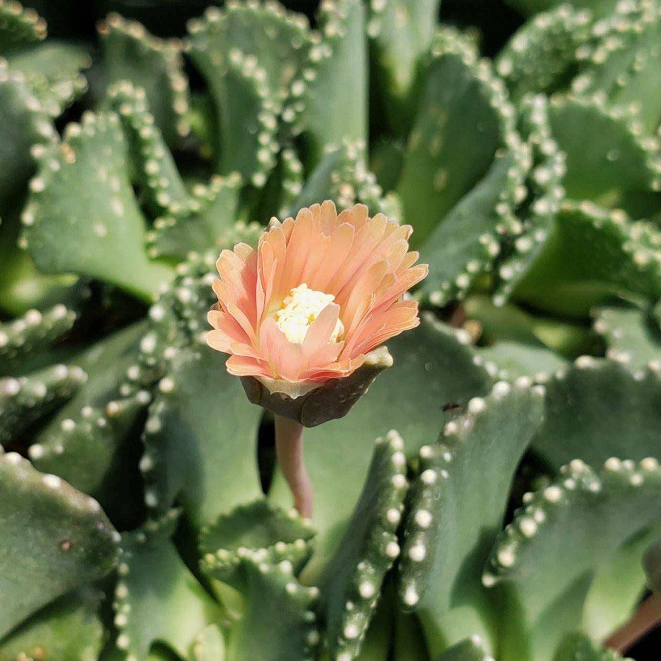giant jewel succulent Aloinopsis malherbei