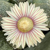 Aloinopsis rosulatum