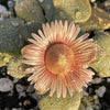 Aloinopsis rosulatum