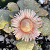 Aloinopsis rosulatum