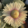 Aloinopsis rosulatum