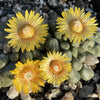 Aloinopsis rubrolineata