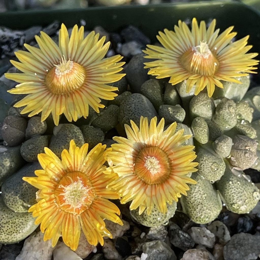 Aloinopsis rubrolineata