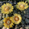 Aloinopsis rubrolineata