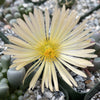 Aloinopsis schooneesii