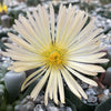 Aloinopsis schooneesii