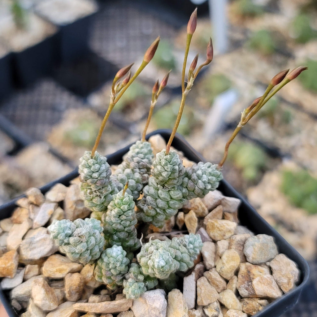 Anacampseros baeseckei