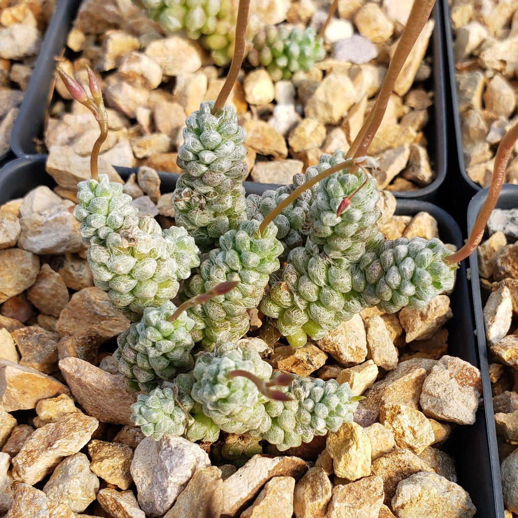 Anacampseros baeseckei