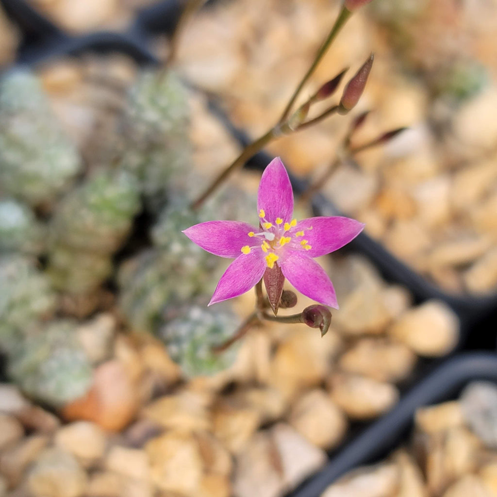 Anacampseros baeseckei