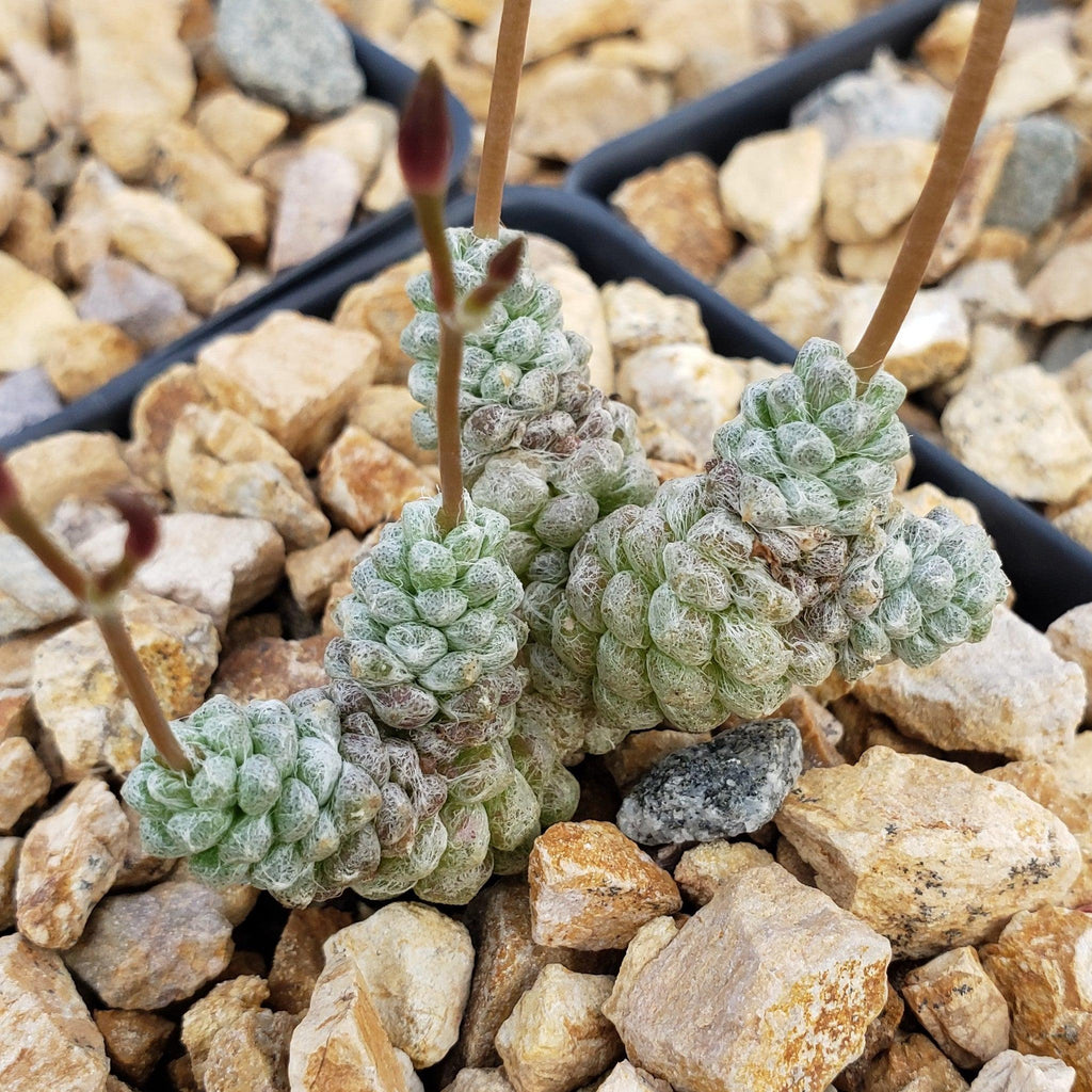 Anacampseros baeseckei