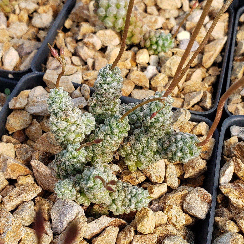 Anacampseros baeseckei