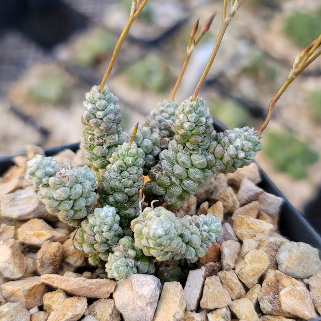 Anacampseros baeseckei