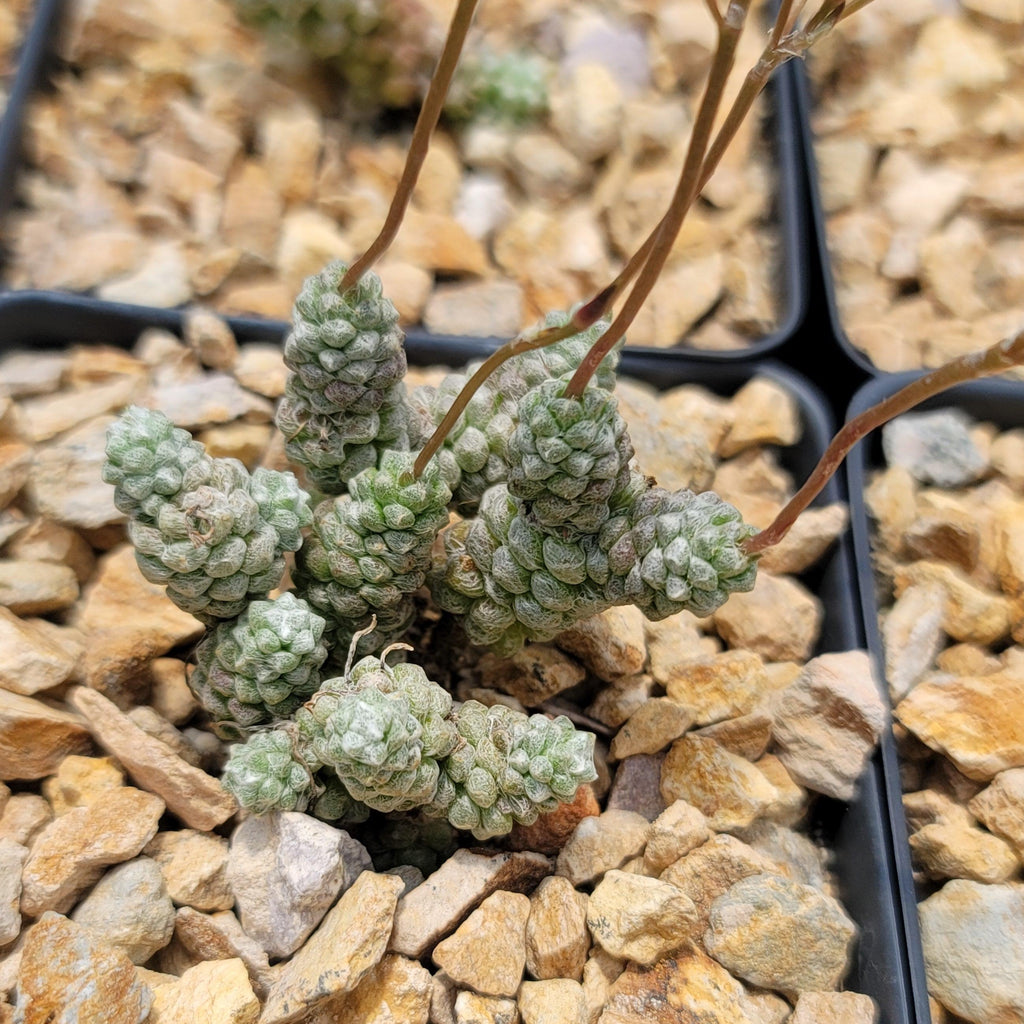 Anacampseros baeseckei