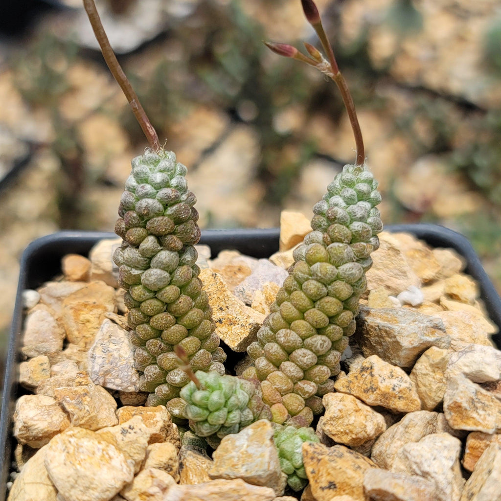 Anacampseros baeseckei