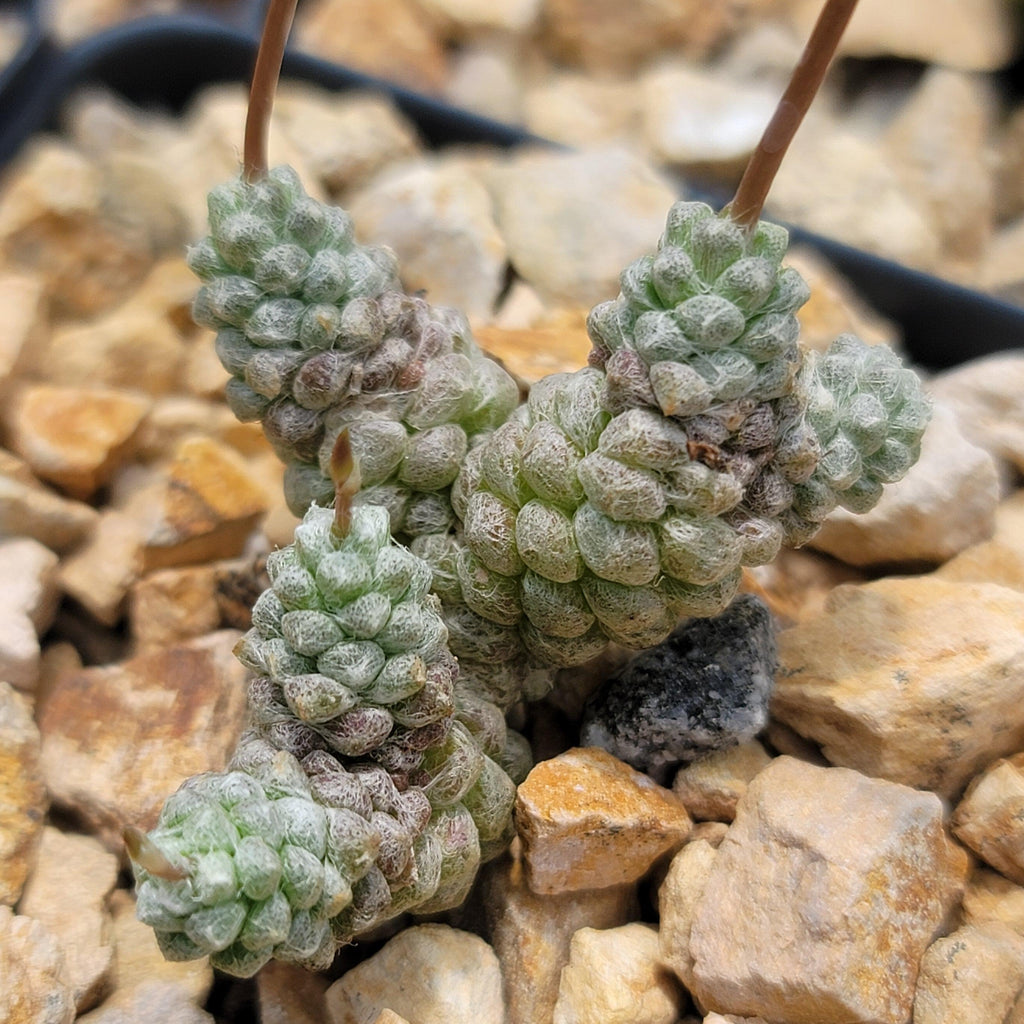 Anacampseros baeseckei