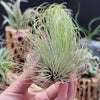 Tillandsia Andreana