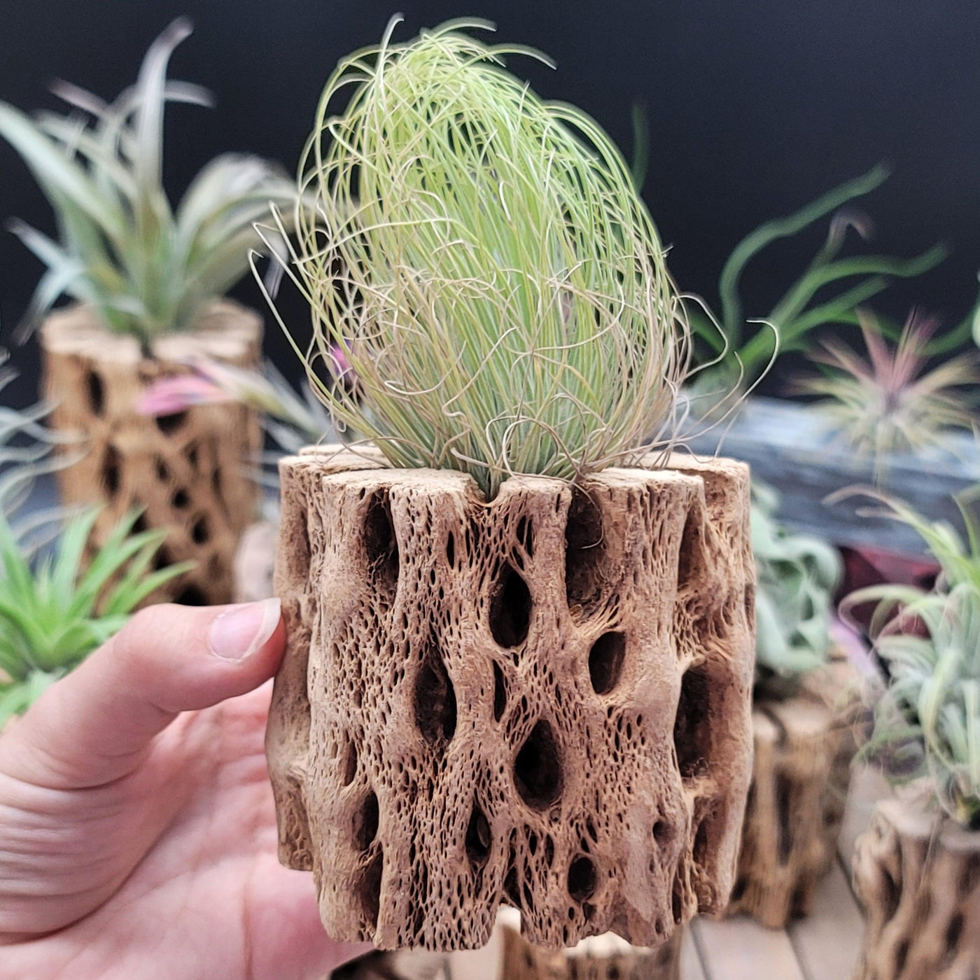 andreana air plant care Tillandsia Andreana