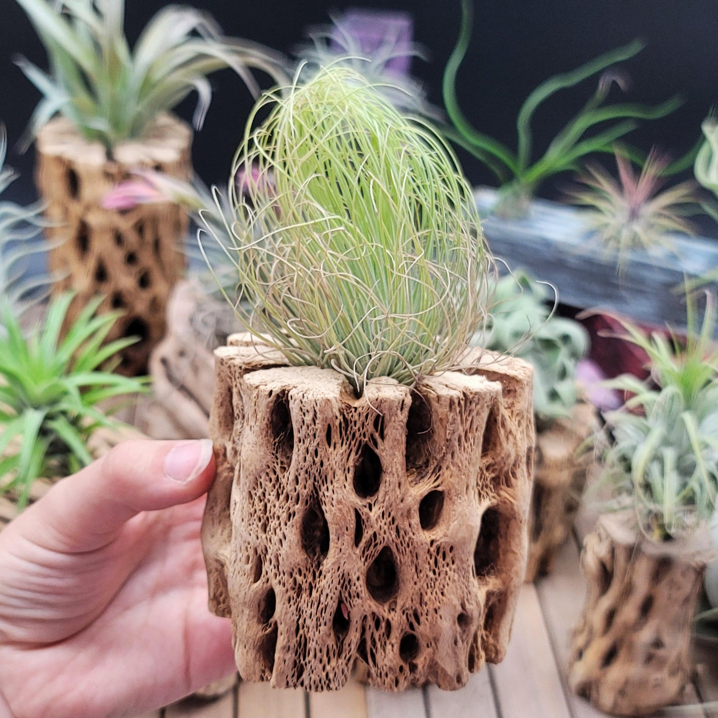 andreana air plant Grab Tillandsia Andreana | Red Flowering Air Plants