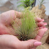 Tillandsia Andreana