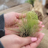 Tillandsia Andreana