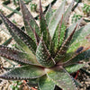 Aristaloe aristata hybrid