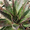 Aristaloe aristata hybrid