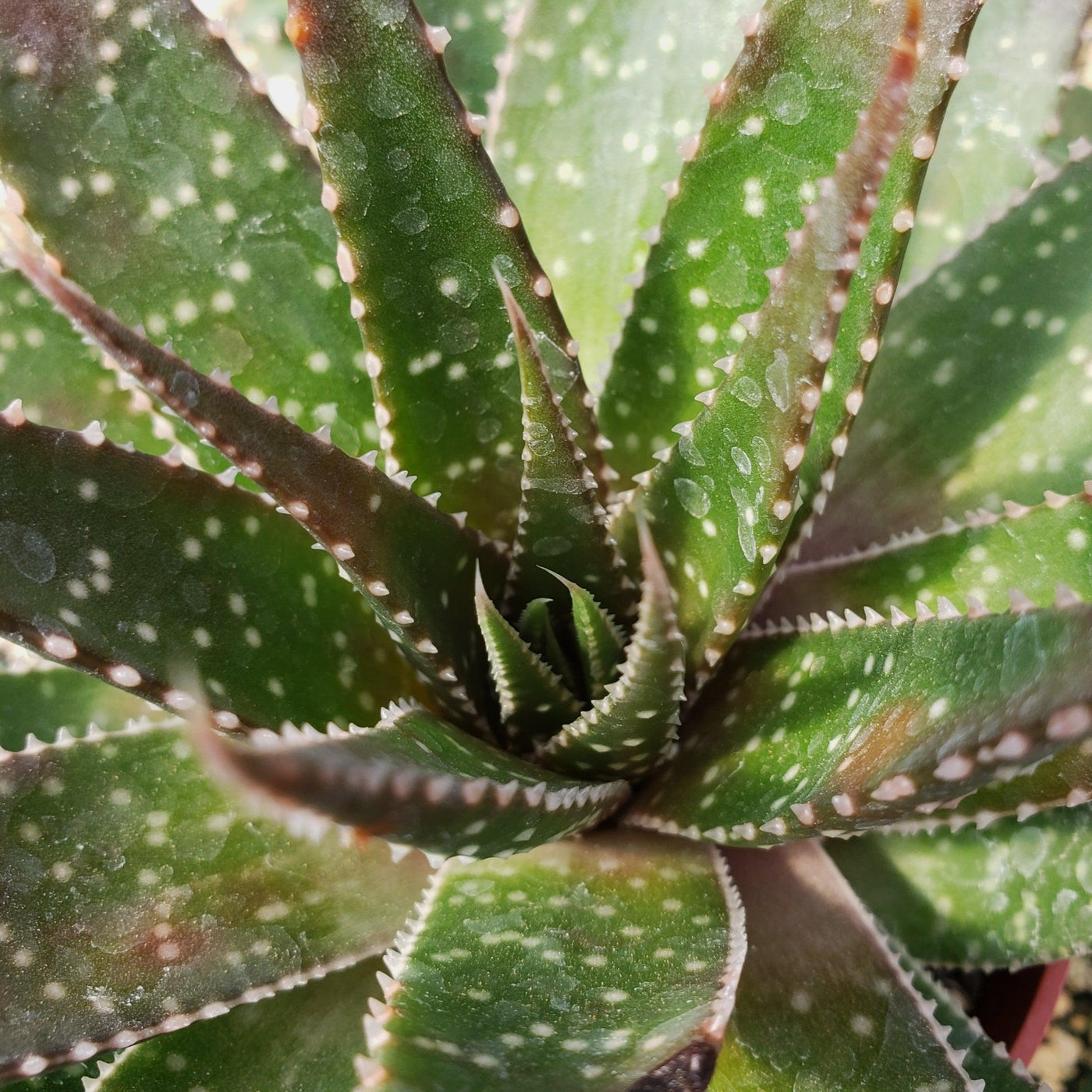 white spots on aloe vera plant Buy Aristaloe Aristata | Special Offers & Discounts