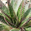 Aristaloe aristata hybrid