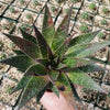 Aristaloe aristata hybrid