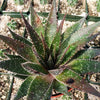 Aristaloe aristata hybrid