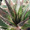 Aristaloe aristata hybrid